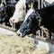 Vermont drought is hitting dairy farmers hard as they turn to costly measures