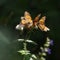 Inside the monarch butterfly migration mystery: flying to Mexico from Canada, the U.S.