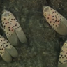 Spotted lanternflies are wreaking havoc on Maryland vineyards and ecosystem 
