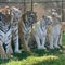 Tiger kills animal handler at wildlife preserve in Oklahoma