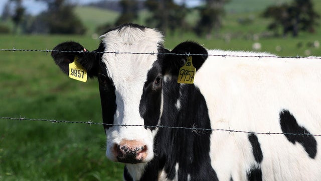 Virulent Strain Of Bird Flu Spreads Among Cattle Herds In The U.S. 