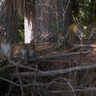 White House slashes medical research on monkeys, sparking fierce debate 