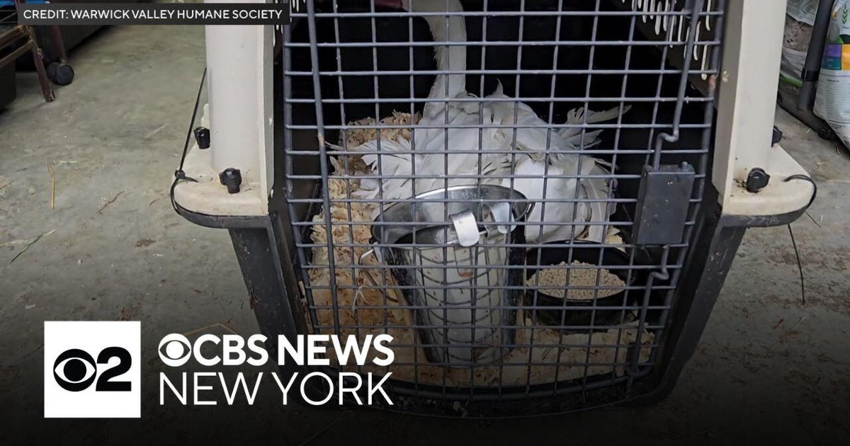 84 animals removed from Orange County, N.Y., home - CBS New York