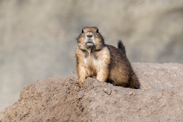 Black-tailed prairie dog