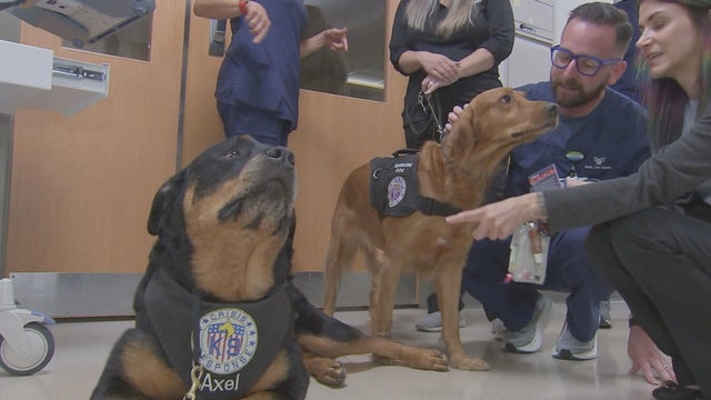 Health care workers at Paoli Hospital interact with two service dogs 