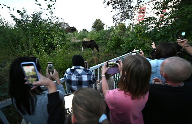 AUSTRIA-ANIMAL-MOOSE-OFFBEAT 