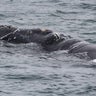 California leads spike in whale entanglements last year, NOAA report says 