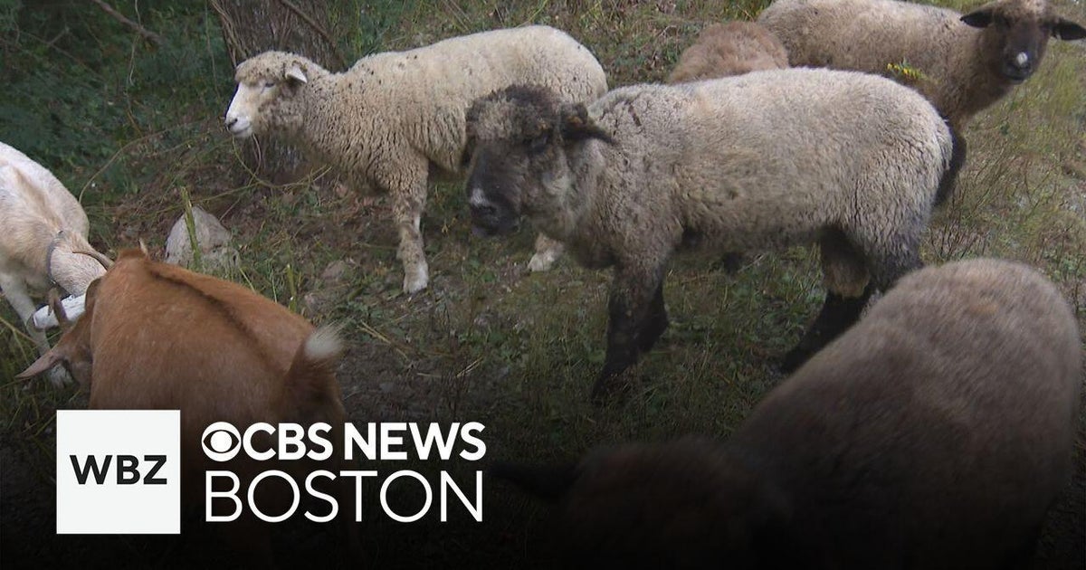 How a team of sheep and goats helped an IT worker launch a “lambscaping” business