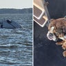2 people, dog rescued after boat sinks in Baltimore County river 