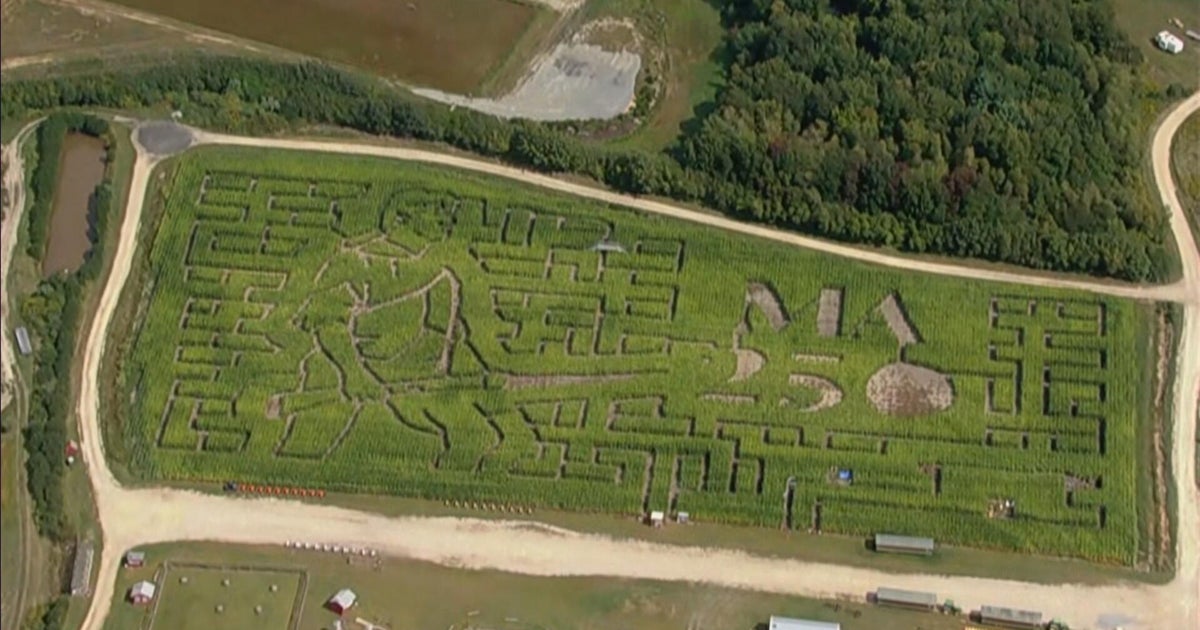 Multiple U.S. Corn Mazes Draw Large Public Interest with Unique Themes