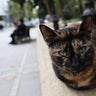 6 cats killed, 2 more shot with blow-gun darts in Maryland 