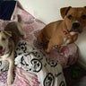 Fayette County animal control officer charged with shooting, killing 2 lost dogs 