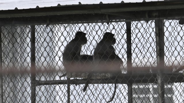 43 monkeys escape South Carolina research facility 