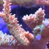 Seized coral illegally smuggled from Indonesia finds new home in New York 
