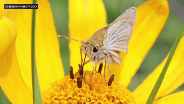 6p-pkg-butterfly-comeback-wcco8tri.jpg 