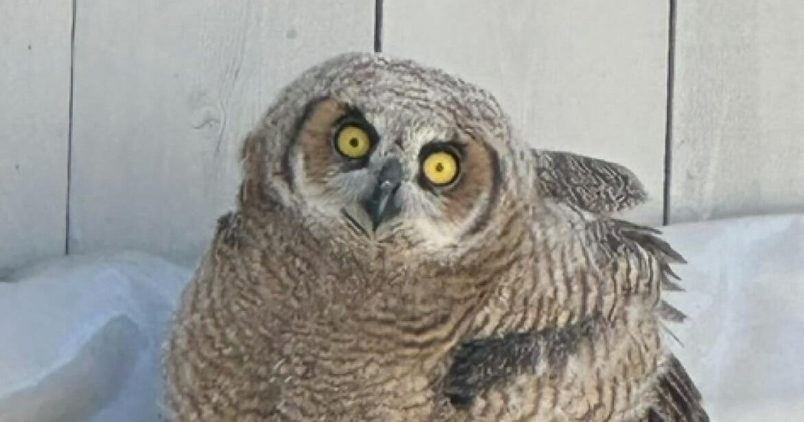 Lodi residents concerned for wildlife after city considers cutting down trees in local park