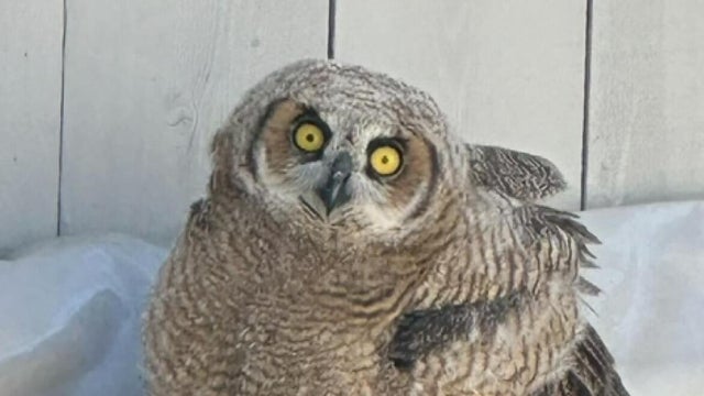 lodi owl 