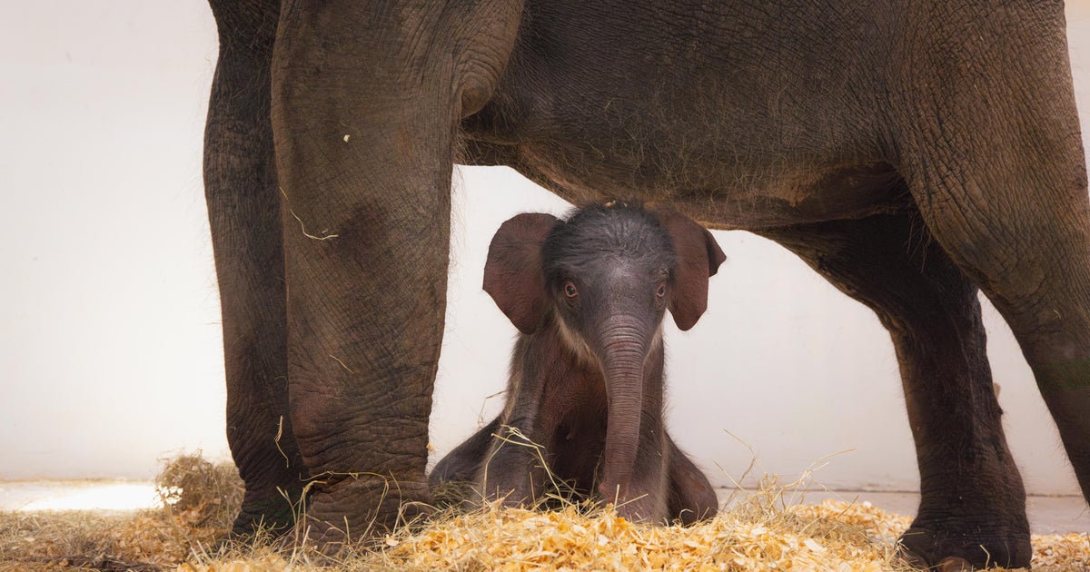 Fort Worth Zoo Seeks Name for New Elephant Calf