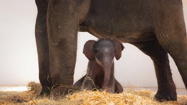 fw-zoo-baby-elephant.jpg 