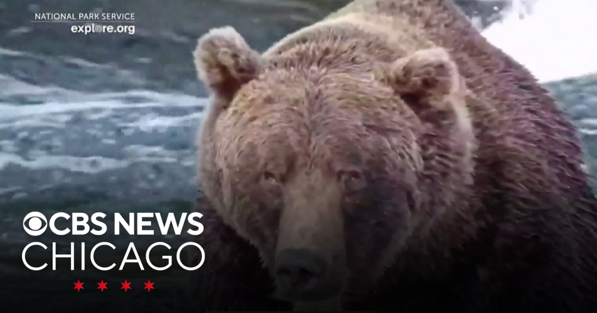 Fat Bear Week Returns to Alaska with Millions Voting for Largest Brown Bears