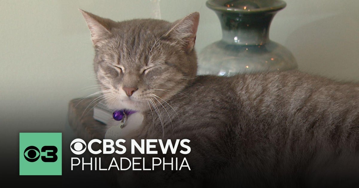 What you should know before adopting a cat with a 