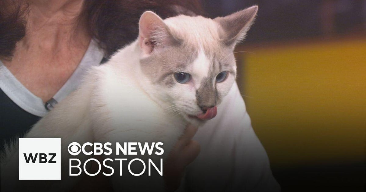 The Cat Connection features 3 young cats up for adoption on the Pet ...