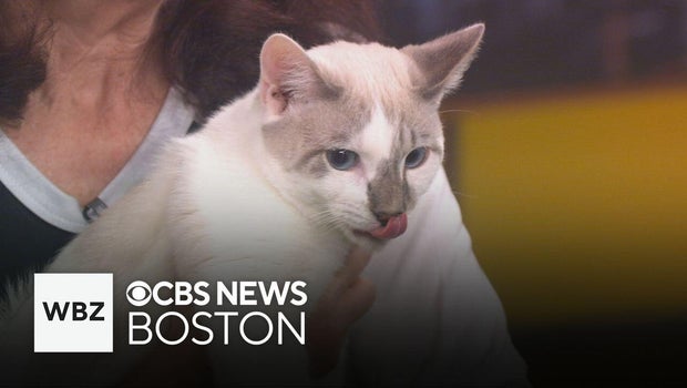 Multiple US Shelters Highlight Adoptable Pets With Reduced Fees