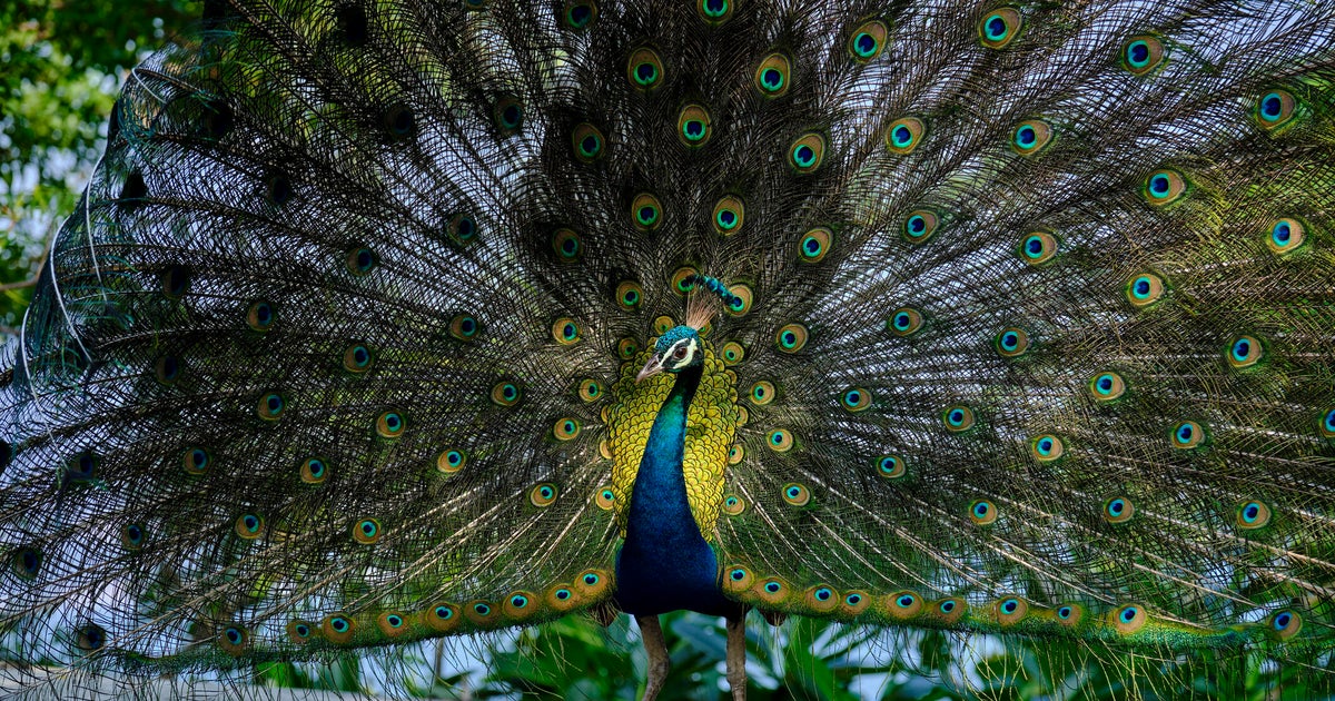 Florida man confesses to killing, eating his pet peacocks after dispute with neighbor, court records show