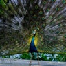 Florida man confesses to killing, eating his pet peacocks, records show 