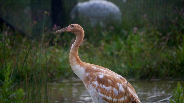 Avian Flu Whooping Crane Death 