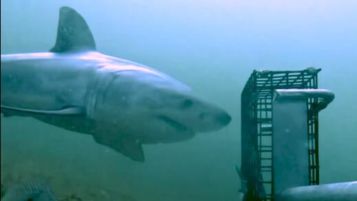 shark-ri.jpg 