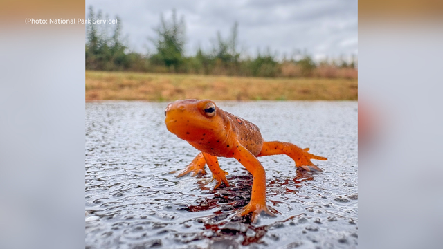 kdka-red-spotted-newt.png 