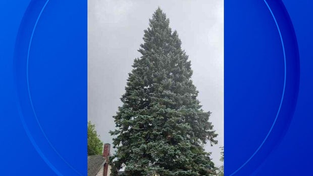 68-Foot Spruce From Sault Ste. Marie Selected As Michigan's 2025 State Christmas Tree
