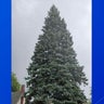 State of Michigan's official Christmas tree to come from Sault Ste. Marie 