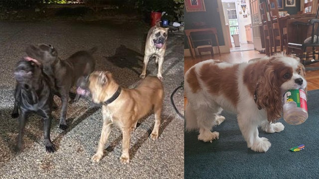 tyrese-gibson-dogs-and-henry.jpg 