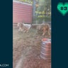 Elmwood Park Zoo needs your help naming 2 miniature male highland cows 