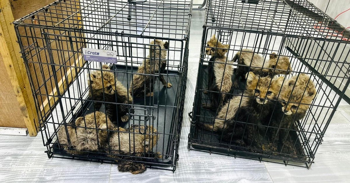 Cheetah cubs rescued from unlawful commerce in “one of many largest confiscations” of the endangered species, conservationist says