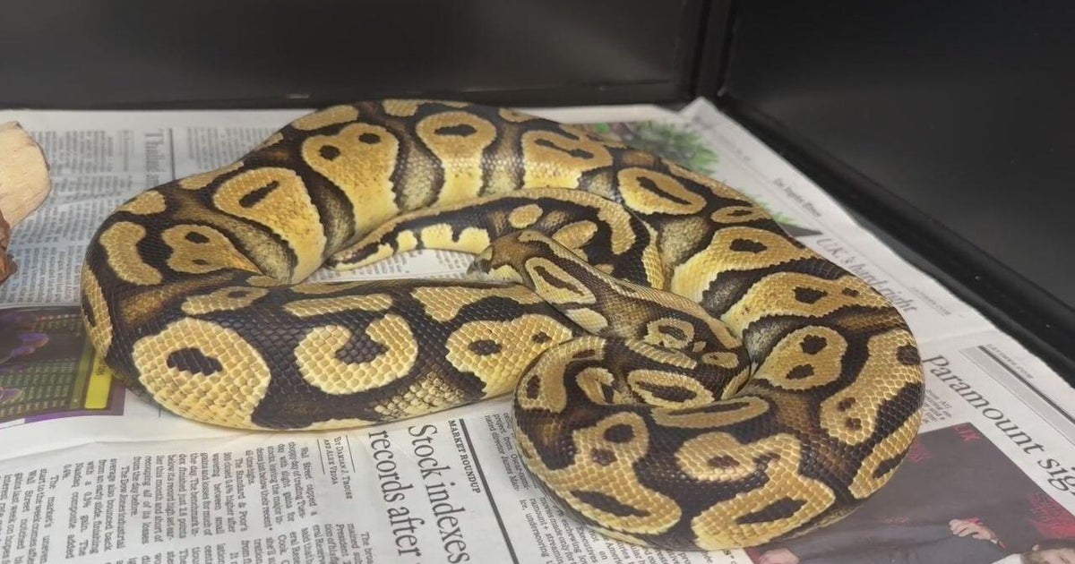 Python found at Los Angeles County In-N-Out reunited with owner