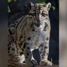 Sacramento Zoo's female clouded leopard Serai dies at age 14 