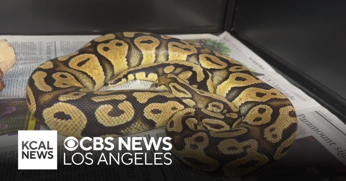 Pet python found at Monrovia In-N-Out
