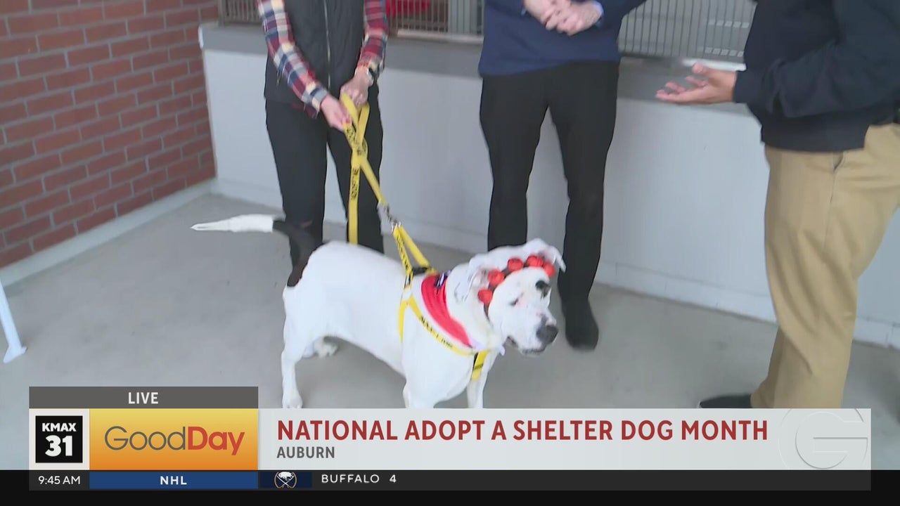 What is Kmax Dog: Ultimate Guide to This Powerful Tool