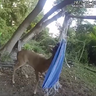 Deer tangled in hammock freed by Macomb County officers 