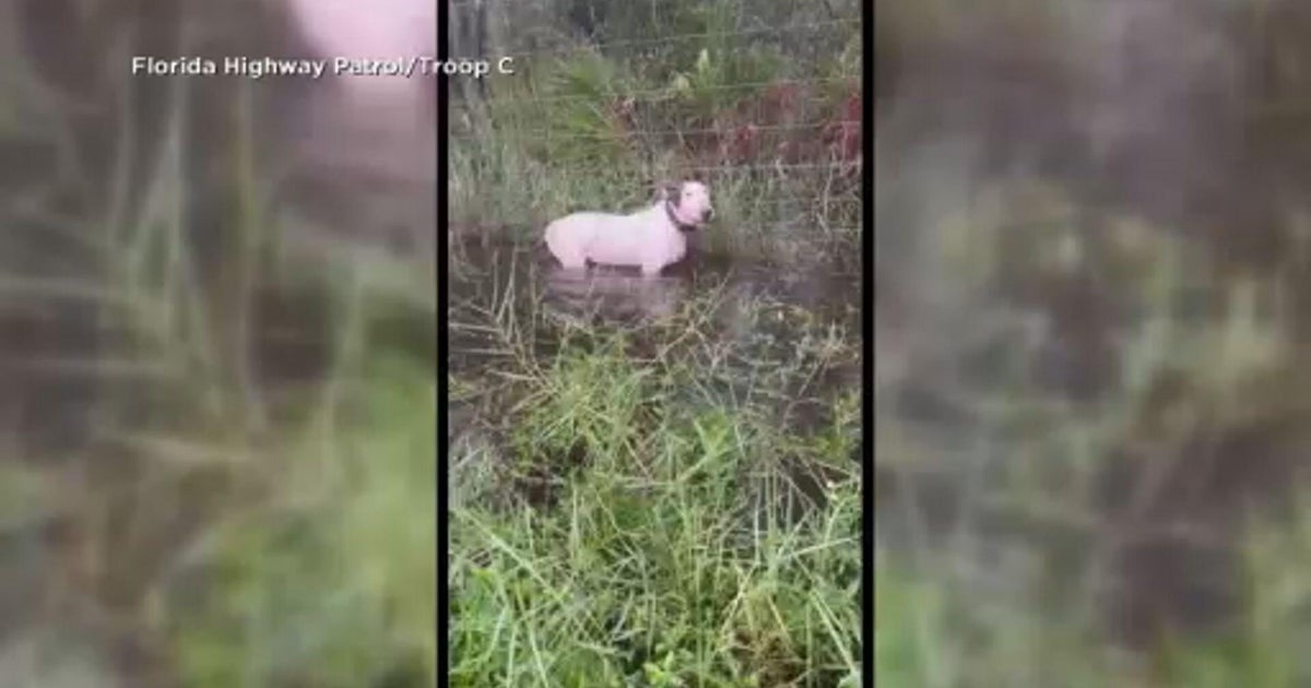 Adopted family of Florida dog abandoned during Hurricane Milton reacts to “Trooper’s Law”