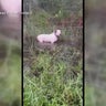 Adopted family of dog abandoned during Milton reacts to "Trooper's Law" 