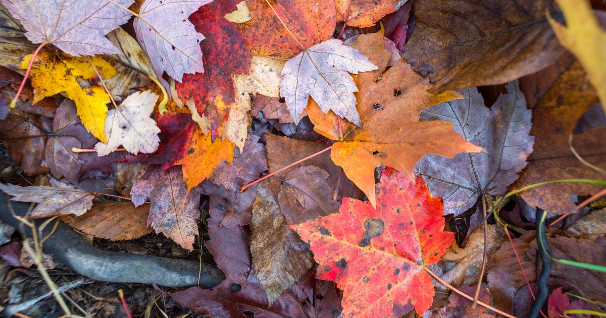 Fall color is rapidly appearing across central Maryland as foliage ...