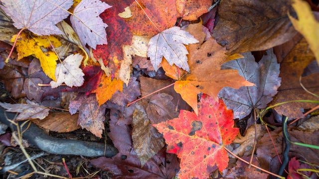 Fall foliage 