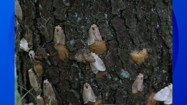 spongy-moth-eggs-slider-v2.jpg 