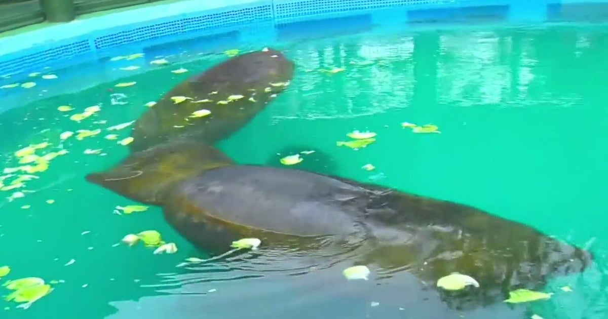 What happens after closure of Miami Seaquarium?