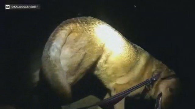 eeyore-the-dog-okalossa-county-sheriffs-office-2.jpg 