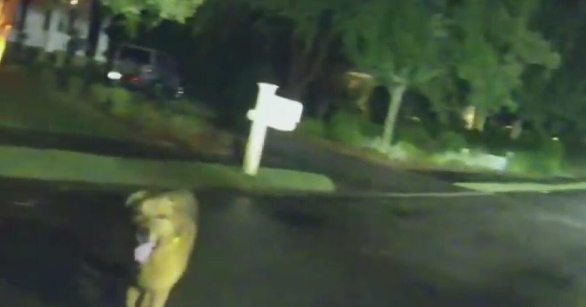 Caught on camera: Florida dog hailed hero for guiding deputy to injured woman
